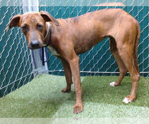 Unknown-Vizsla Mix Dogs for adoption in Downey, CA, USA