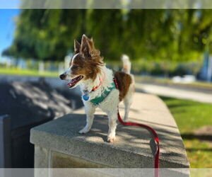 Chi-Corgi Dogs for adoption in San Francisco, CA, USA