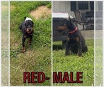 Small #3 Doberman Pinscher