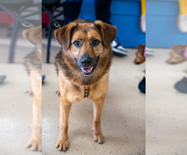 Medium Photo #4 Mutt Puppy For Sale in Mundelein, IL, USA
