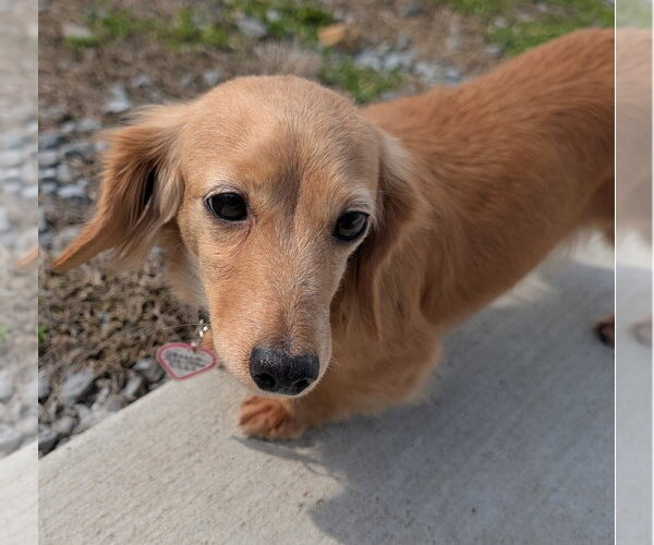 Medium Photo #10 Dachshund Puppy For Sale in Shelbyville, TN, USA