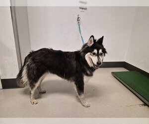 Siberian Husky Dogs for adoption in Corona, CA, USA