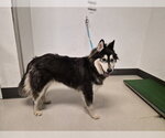 Small Siberian Husky