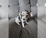 Small Photo #8 Chiweenie Puppy For Sale in CAMANO ISLAND, WA, USA