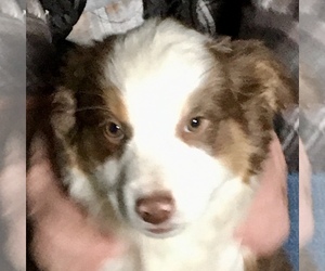 Miniature Australian Shepherd Puppy for sale in NEW WASHINGTN, IN, USA
