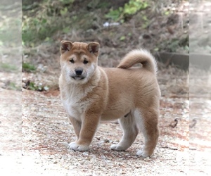 Shiba Inu Puppy for sale in PLATTEVILLE, WI, USA