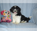 Puppy Kade Shih Tzu