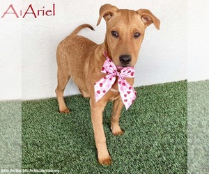 Rhodesian Ridgeback-Unknown Mix Dogs for adoption in San Diego, CA, USA