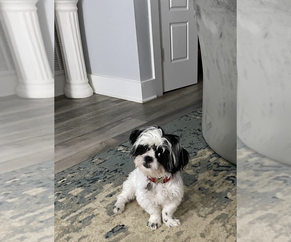 Medium Photo #1 ShihPoo Puppy For Sale in LOUISBURG, NC, USA