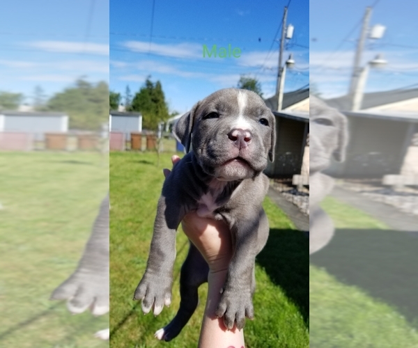 Medium Photo #1 American Pit Bull Terrier Puppy For Sale in TACOMA, WA, USA
