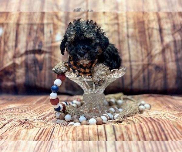 Medium Photo #4 Yo-Chon Puppy For Sale in RIPLEY, MS, USA
