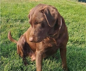 Mother of the Labrador Retriever puppies born on 06/15/2026