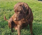 Small Photo #1 Labrador Retriever Puppy For Sale in TERREBONNE, OR, USA