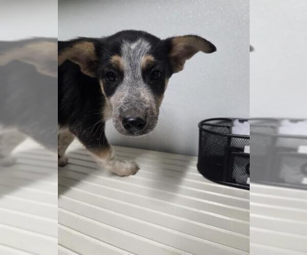 Medium Photo #1 Mutt Puppy For Sale in Bakersfield, CA, USA