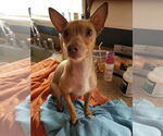 Small #15 Chihuahua Mix