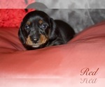 Small Photo #2 Dachshund Puppy For Sale in LIZELLA, GA, USA