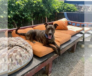 Honey - Female German Shepherd Dog-Unknown Mix Dog for Adoption - Photo #3