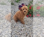 Image preview for Ad Listing. Nickname: Barry mini