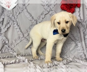 Labrador Retriever Puppy for sale in LANCASTER, PA, USA
