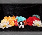 Small Photo #40 Chihuahua Puppy For Sale in CHARLESTON, AR, USA