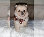 Small Photo #3 Pomeranian Puppy For Sale in CARTHAGE, TX, USA