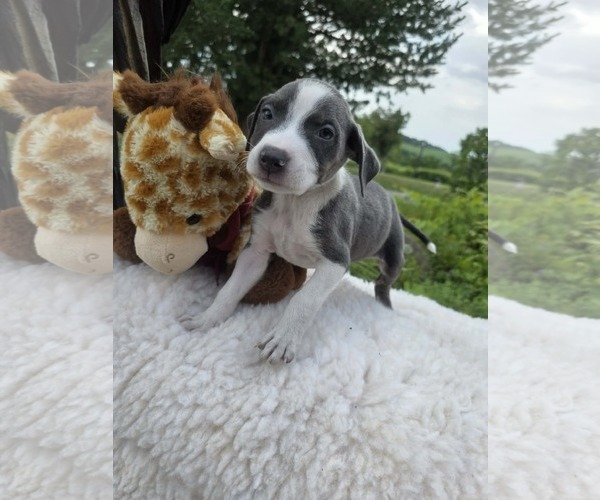 Medium Photo #1 Mutt Puppy For Sale in SHERBURNE, NY, USA