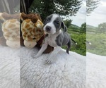 Small Mutt