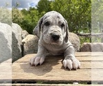 Small #3 Great Dane