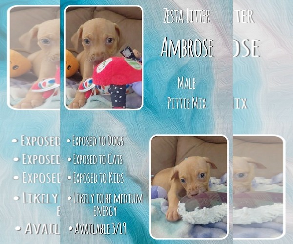 Medium Photo #1 Mutt Puppy For Sale in Jacksonville, NC, USA