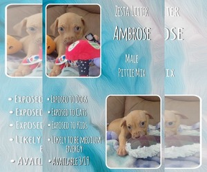 Mutt Dogs for adoption in Jacksonville, NC, USA