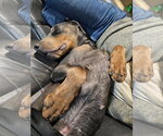 Small #10 Doberman Pinscher