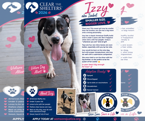 American Staffordshire Terrier-Great Dane Mix Dogs for adoption in Orange Grove, TX, USA