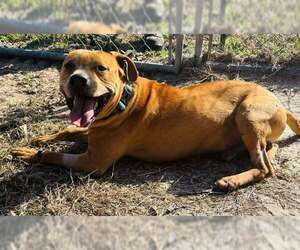 Nelson - Male Chow Chow-Unknown Mix Dog for Adoption - Photo #13