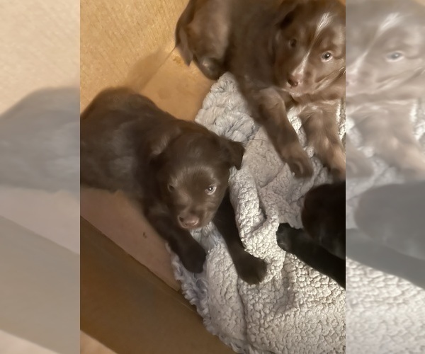 Medium Photo #5 F2 Aussiedoodle-Miniature Australian Shepherd Mix Puppy For Sale in ASHUELOT, NH, USA