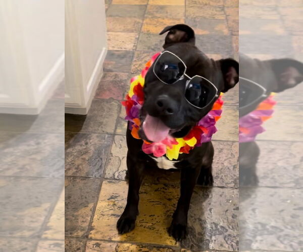 Medium Photo #1 American Pit Bull Terrier-Labrador Retriever Mix Puppy For Sale in Dana Point, CA, USA