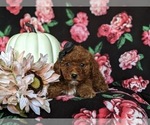 Small Photo #6 Poodle (Miniature) Puppy For Sale in HOLTWOOD, PA, USA