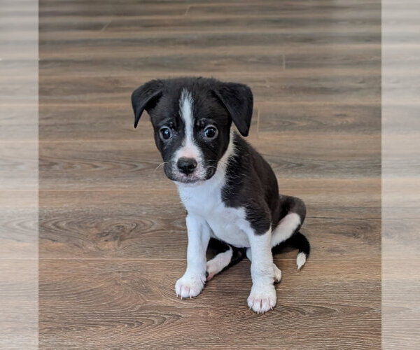 Medium Photo #1 Boxer-Unknown Mix Puppy For Sale in The Woodlands, TX, USA
