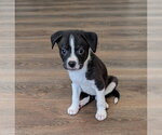 Small Boxer Mix