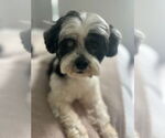 Small #7 Poodle (Miniature) Mix