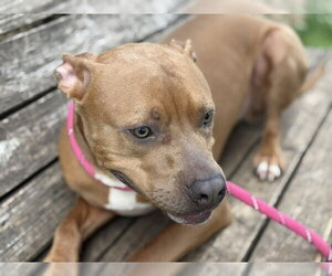 Boxer-Unknown Mix Dogs for adoption in Tulsa, OK, USA