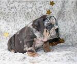 Small #3 English Bulldog