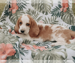 Small #1 Basset Hound