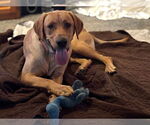 Small #3 Labrador Retriever