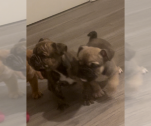 English Bulldog Puppy for sale in ATLANTA, GA, USA