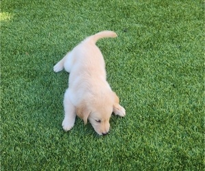 English Cream Golden Retriever Puppy for Sale in WILDOMAR, California USA