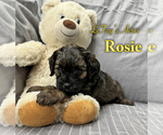 Puppy Rosie Cavapoo