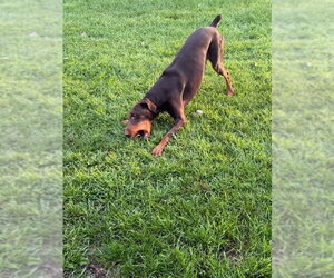 Atlas - Male Doberman Pinscher Dog for Adoption - Photo #15