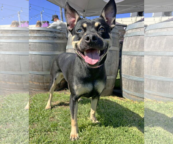 Medium Photo #1 Australian Kelpie-Unknown Mix Puppy For Sale in Corona, CA, USA
