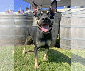 Australian Kelpie-Unknown Mix Dogs for adoption in Corona, CA, USA