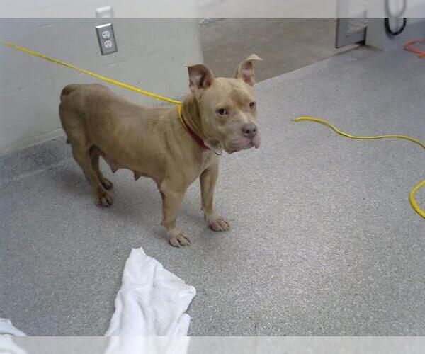 Medium Photo #1 Staffordshire Bull Terrier Puppy For Sale in Pasadena, TX, USA